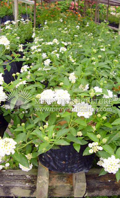 Lantana white